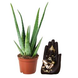 Gift-Gardening Aloe Vera Plant with Ganesh Idol to Hariyana