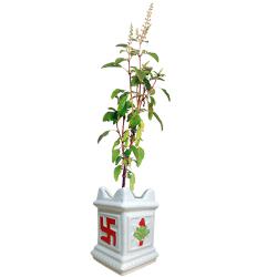 Evergreen Tulsi Plant in Ceramic Pot to Kanjikode