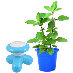 Good for Health Basil Plant with Massager to Perumbavoor
