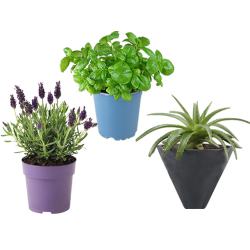 Ever Blooming Set of 3 Good Fortune Plants to Cooch Behar