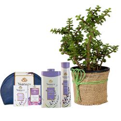 Lively Jade Plant n Yardley Lavender Gift Kit Duo to Marmagao