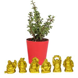Elegant Jade Plant with Laughing Buddha Duo to Perumbavoor