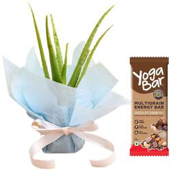 Nicely Presented Aloe vera plant with Yoga Bar to India
