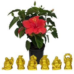 Blooming Hibiscus Plant with Laughing Buddha Set to Sivaganga