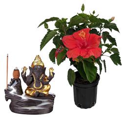 Exotic Hibiscus Plant n Bal Ganesha Idol Duo to Perumbavoor
