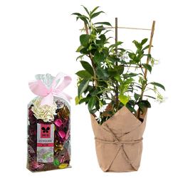 Gift of Freshness - Jasmine Plant n Potpourri to India