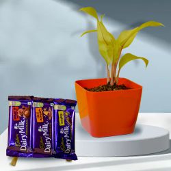 Air Purifying Philodendron Plant with Chocolate Fiesta to Kanjikode
