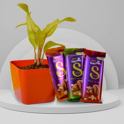 Air Purifying Philodendron Plant N Blithesome Chocolates Duo to Perumbavoor