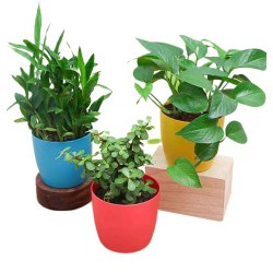 Natural Air Purifying Plants Trio for Indoor to Kanjikode