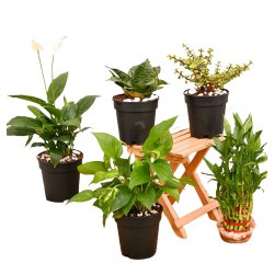 Marvelous Combo of 5 Air Purifying Plants to Rajamundri
