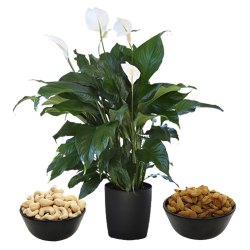 Air Purifying Peace Lily Plant n Assorted Dried Fruits to Kanjikode
