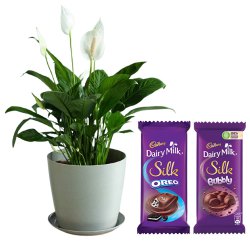 Air Purifying Peace Lily Plant with Exquisite Chocolates to Hariyana