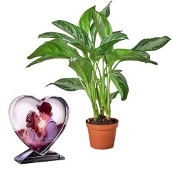 Air Purifying Aglaonema Modestum n Customized Heart Glass Table Top Duo to Cooch Behar
