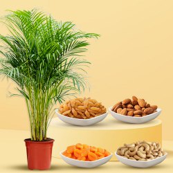 Air Purifying Areca Palm Plant with Nutty Surprise to Cooch Behar