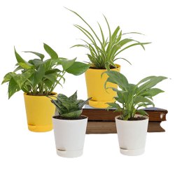 Love in Leaves - 4 Sets of Air Purifying Plants to Cooch Behar