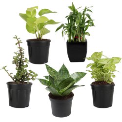 Wonderful Combo of 5 Air Purifying Plants to Cooch Behar