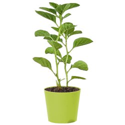 Classic Ashwagandha Plant with Green Pot to Cooch Behar