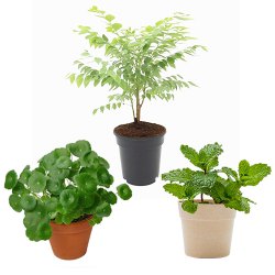 Enchanting Three Plant Combo to Hariyana
