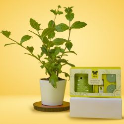 Beautiful Gift Set of Vringraj Plant with Iris Lemon Grass Vaporizer to Muvattupuzha