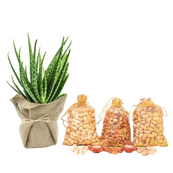 Ravishing Jute Wrapped Aloe Vera Plant N Dry Fruits Gift Set to Palai