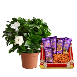 Blooming Portulaca Plant with Masala Cashew N Cadbury Chocolate to Muvattupuzha