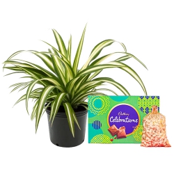 Fabulous Spider Plant with Nuts n Cadbury Celebration Delight to Cooch Behar