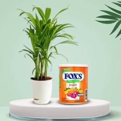 Amazing Areca Plant with Foxs Candy Combo Gift to India