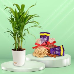 Enchanting Combo of Areca Plant with Dairy Milk Chocolate N Nuts to Cooch Behar