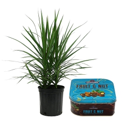 Classic Pair of Dracena Plant with Sapphire Fruit N Nut to Cooch Behar