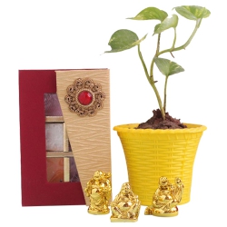 Fantastic Potted Money Plant with Laughing Buddha N Handmade Chocolate to Palai