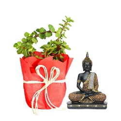 Premium Gift Combo of Jade Plant N Sitting Buddha Idol to Palai