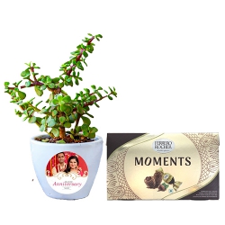 Gorgeous Jade Plant N Ferrero Rocher Moments Chocolate Combo to Irinjalakuda