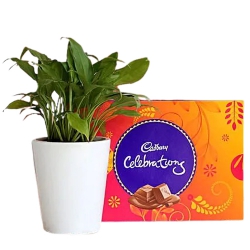 Blooming Peace Lily Plant with Cadbury Delight to India