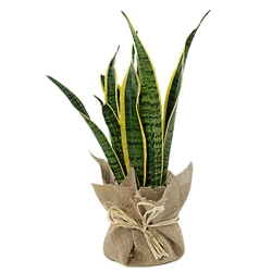 Charming Potted Jute Wrapped Snake Plant to Punalur