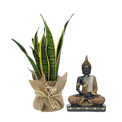 Evergreen Jute Wrapped Snake Plant with Sitting Buddha Idol Combo Set to Palai