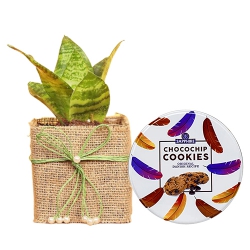 Distinctive Gift combo of Jute Wrapped Snake Plant N Sapphire Cookies to Irinjalakuda