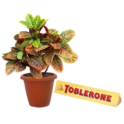 Elegant Selection of Crotons Plant with Toblerone to Cooch Behar