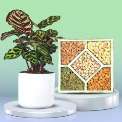 Marvelous Calatheas Plant N Assorted Dry Fruits Gift Set to Palai