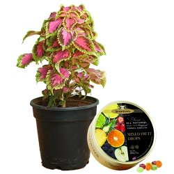 Fantastic Selection of Coleus Plant N Simpkins Tin Candy to Cooch Behar