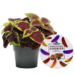 Breathtaking Coleus Plant N Chocochip Cookies Collection to Muvattupuzha