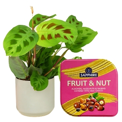 Alluring Combo of Maranta Plant with Sapphire Fruit N Nut Tin to Muvattupuzha
