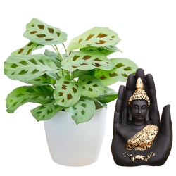 Wonderful Pair of Maranta Plant N Handcrafted Palm Buddha to Muvattupuzha