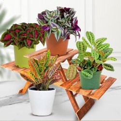 Distinctive Set of 4 House Plants to Cooch Behar