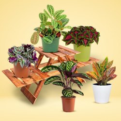 Exclusive Pairing of 5 Potted House Plants to Palai