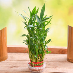 Aesthetic Selection of 2 Tier Lucky Bamboo Plant in Glass Pot to Kanjikode