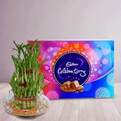 Breathtaking 2 Tier Lucky Bamboo Plant with Cadbury Celebrations Pack to Cooch Behar