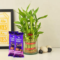 Exclusive 2 Tier Bamboo Plant with Cadbury Dairy Milk Silk Chocolates  to Kanjikode