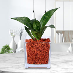 Wonderful Dracaena Compacta Air Purifying Plant in Glass Pot to Perumbavoor