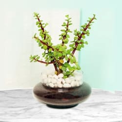 Lovely Jade Plant in Glass Pot to Rajamundri