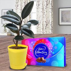 Attractive Potted Rubber Plant with Cadbury Chocolates to Cooch Behar